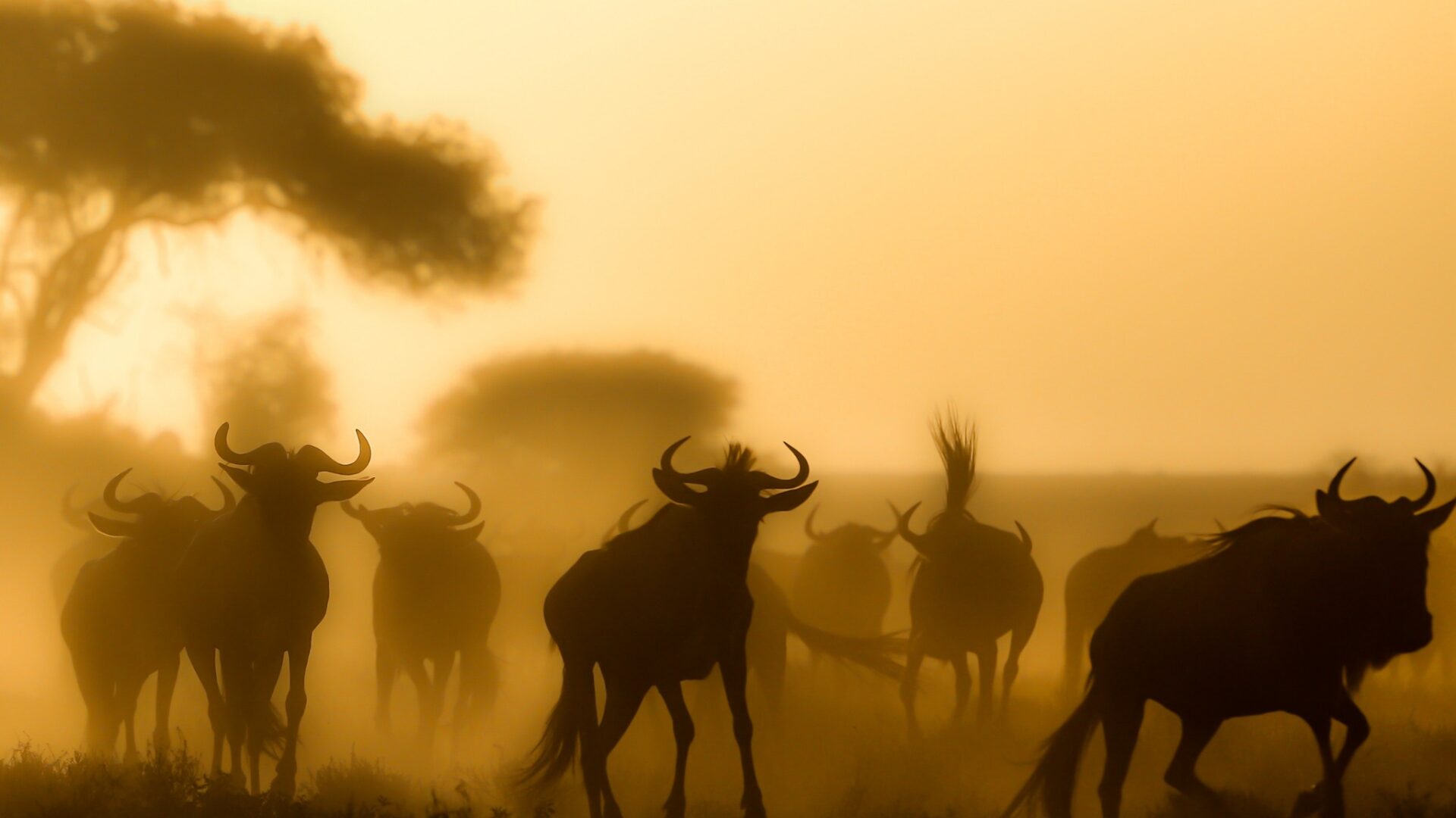 Components of Tourism Components of Tourism