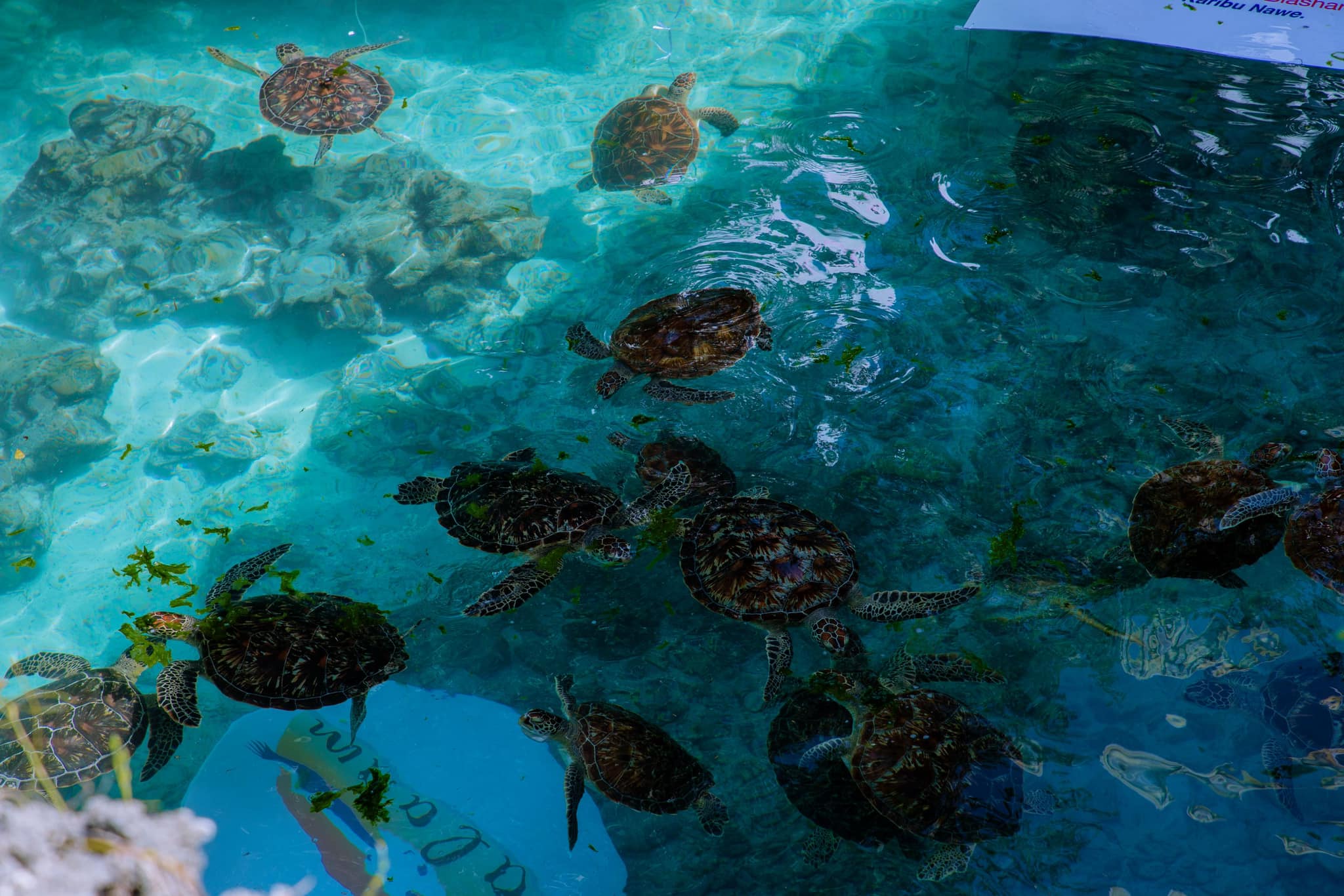 Kizimkazi Festival Kizimkazi Festival